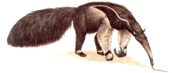 Животные Австралии раскраска