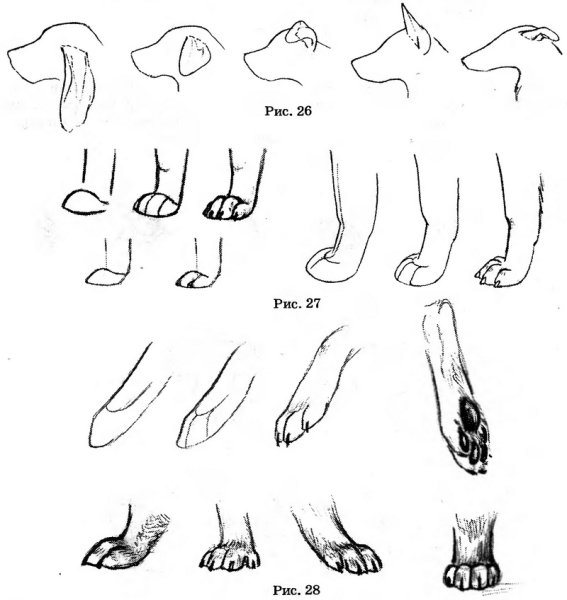 Лисья лапа отпечаток