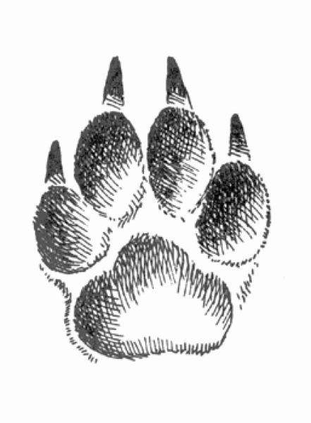 Анатомия волка референс лапы