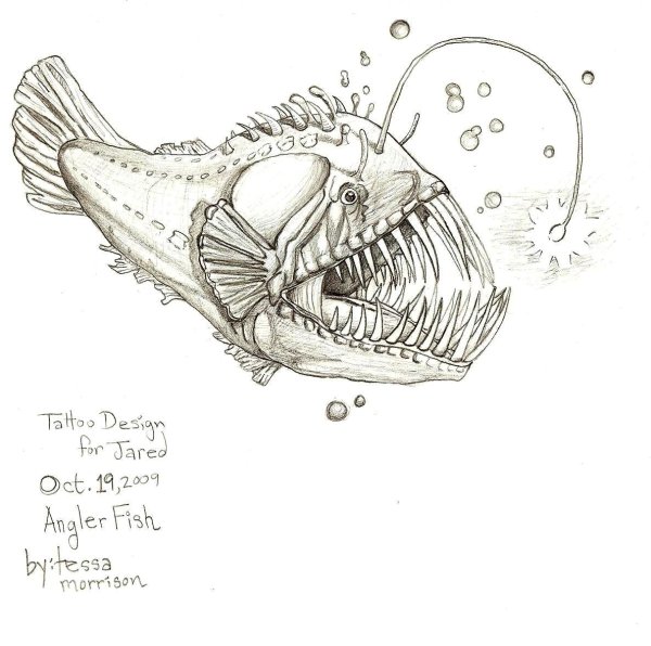 Рыба удильщик анатомия