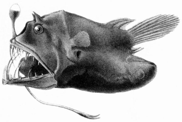 Рыба удильщик малыш