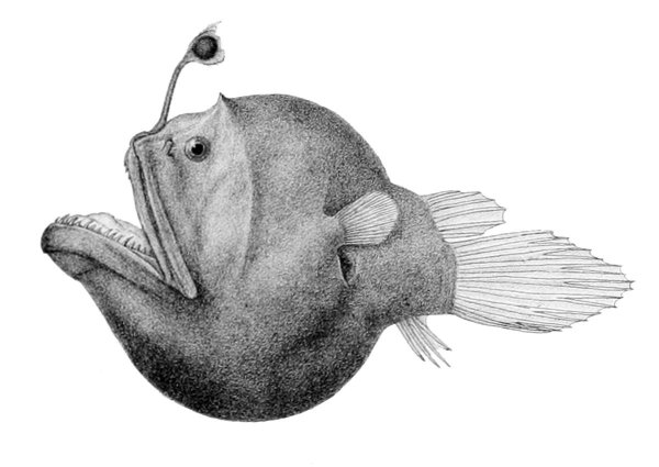 Melanocetus eustalus