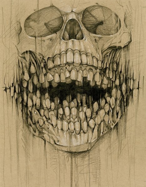 Череп волка рисунок сбоку