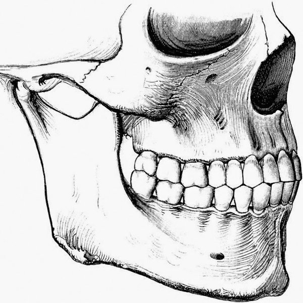 Челюсть черепа эскиз