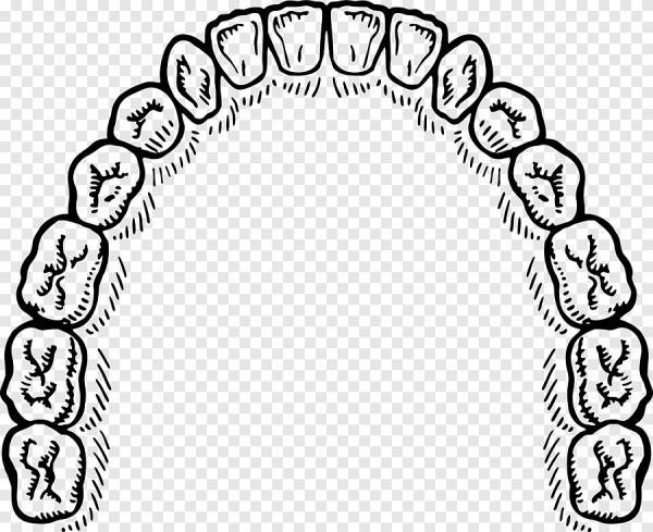 Челюсть на прозрачном фоне