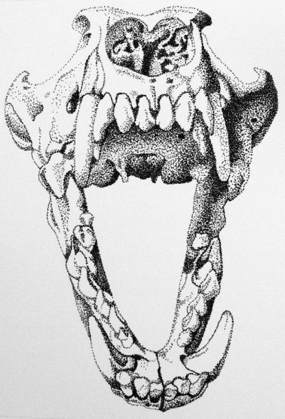 Акула челюсти раскраска