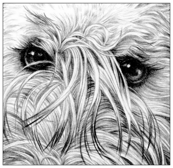 Зарисовки шерсти животных