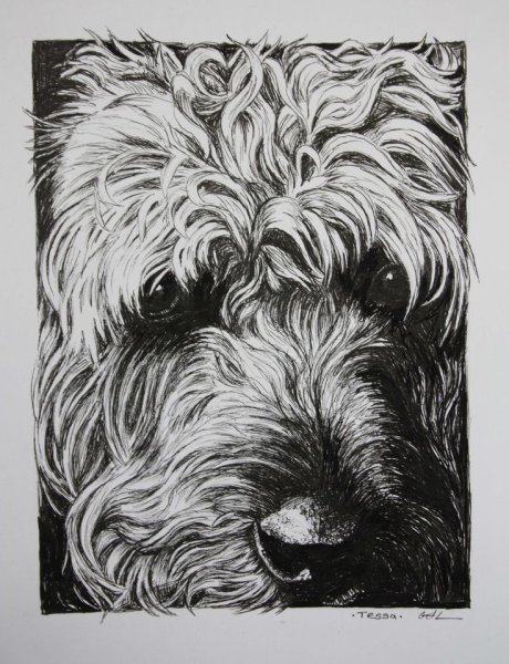 Шерсть карандашом