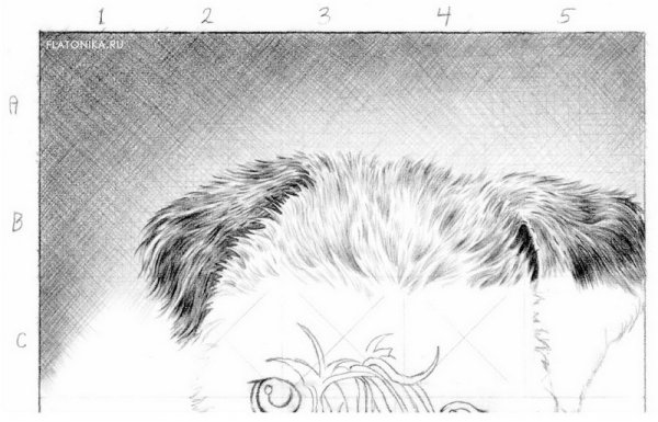 Шерсть животных рисунок