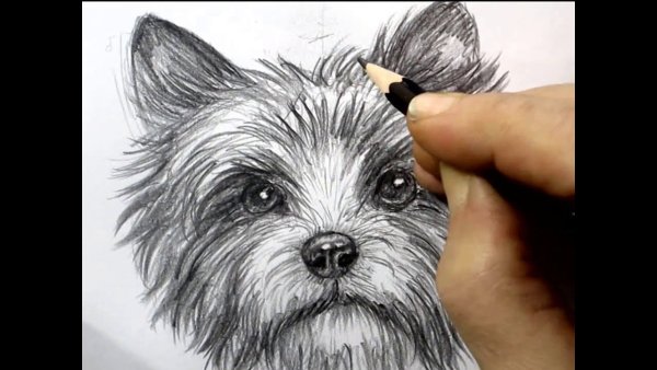 Срисовать маленьких собак