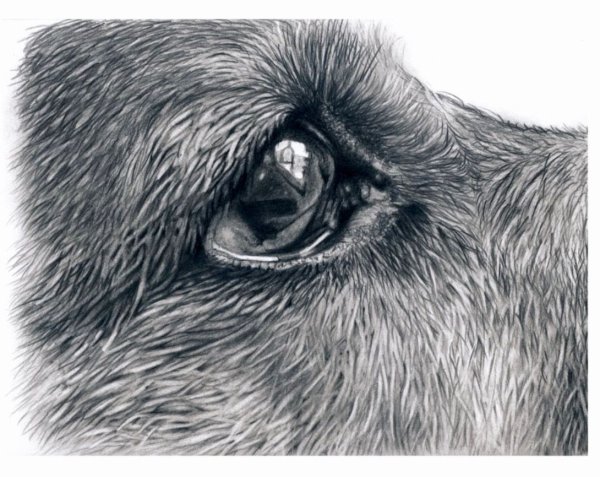 Зарисовки шерсти животных