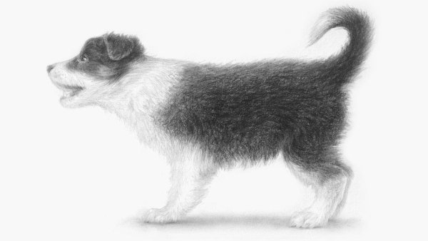 Собака штриховка карандашом