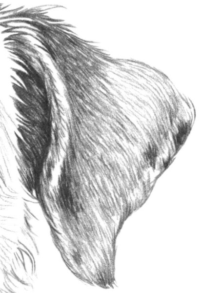 Шерсть карандашом