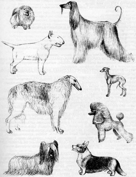 Типы шерстного Покрова