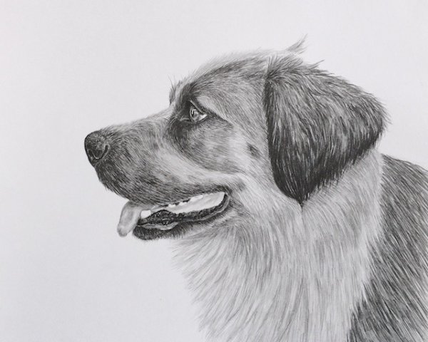 Собака в профиль карандашом