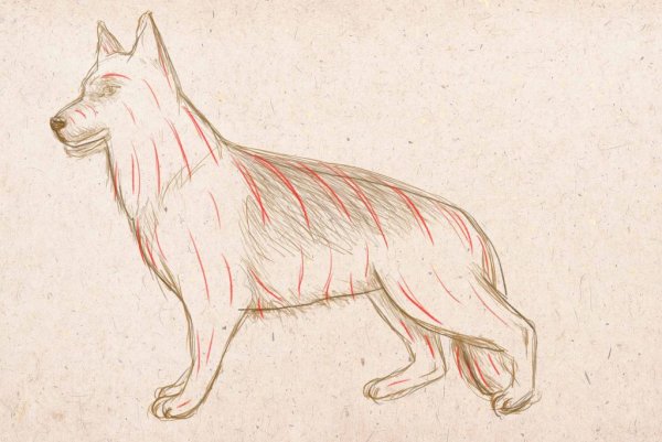 Анималистика рисунки лёгкие