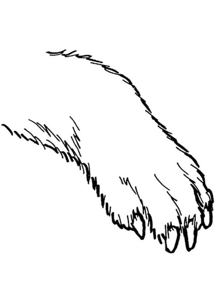 Лапа рисунок для детей