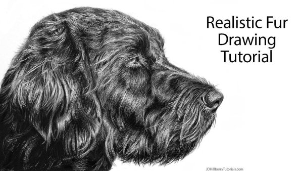 Строение шерстного Покрова собаки