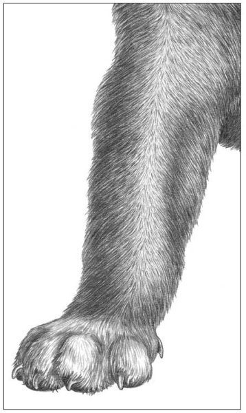 Нарисовать шерсть