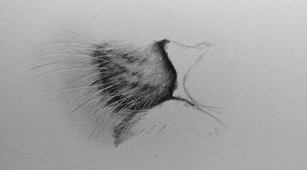 Рост шерсти референс