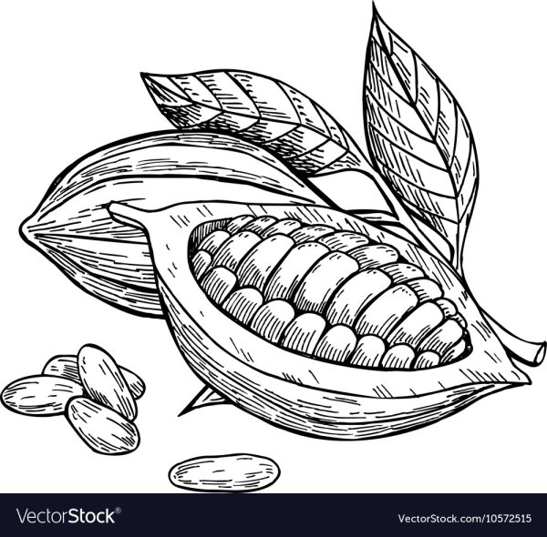 Какао Бобы вектор