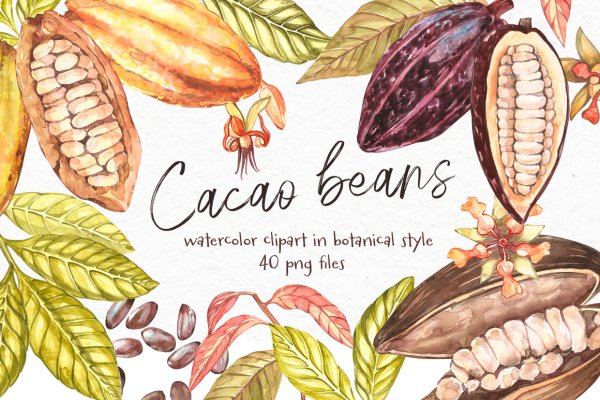 Какао Бобы нарисованные