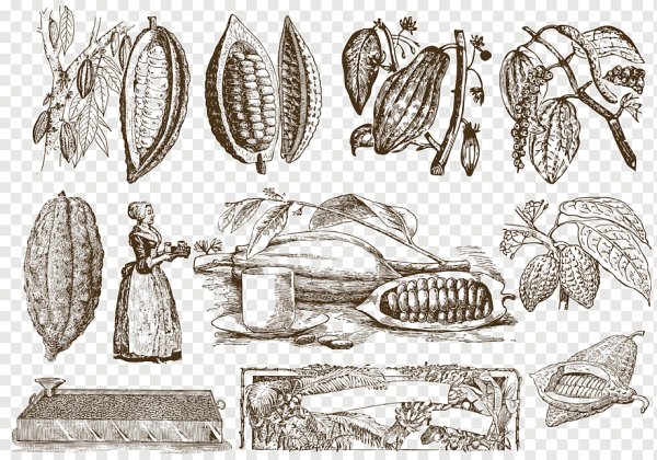 Какао Бобы гравюра