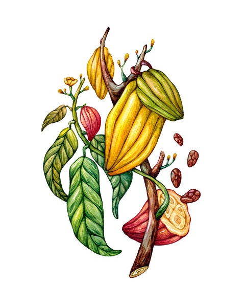 Какао Ботаническая иллюстрация