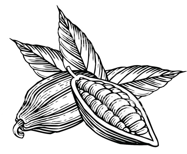 Какао Бобы вектор