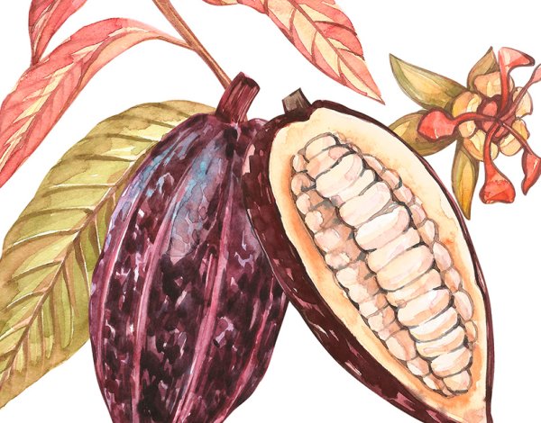 Кофейный плод рисунок