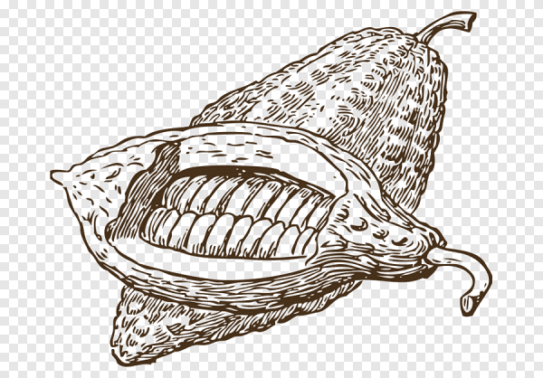 Какао Бобы рисунок вектор