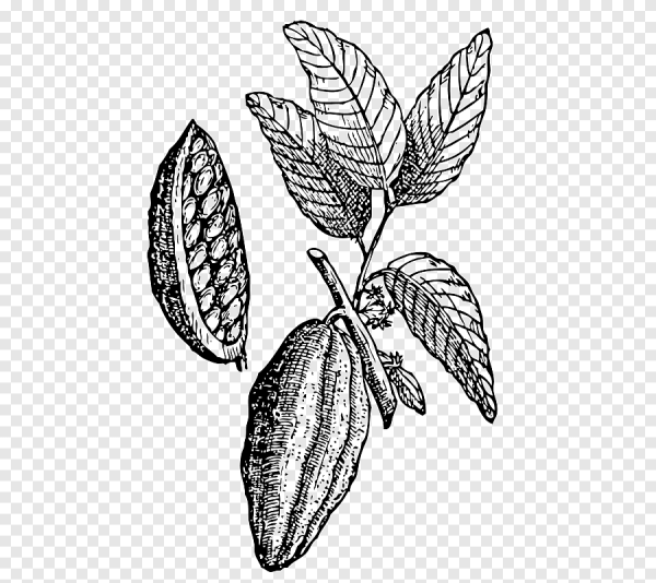 Какао Бобы без фона