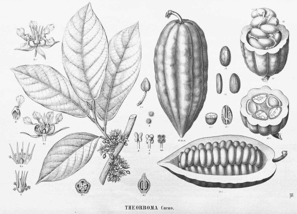 Theobroma Cacao цветок Ботаническая иллюстрация