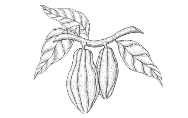 Шоколадное дерево раскраска