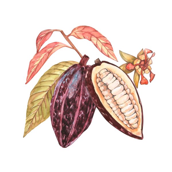 Какао Бобы акварель