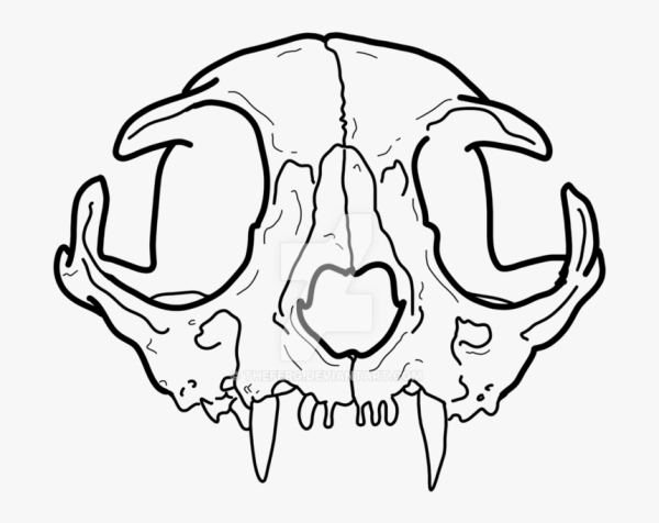 Череп кошки для рисования