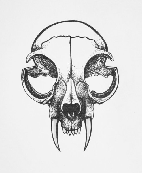 Черепа животных тату