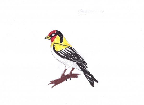 Щегол нарисованный