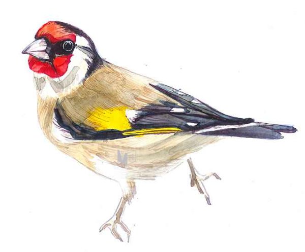 Птицы щегол и дети