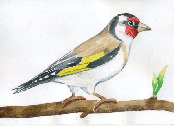 Щегол для детей