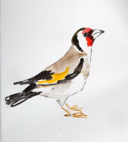 Черноголовый щегол акварель