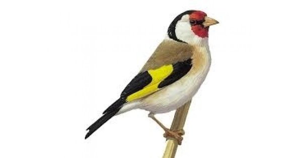 Щегол птица на белом фоне