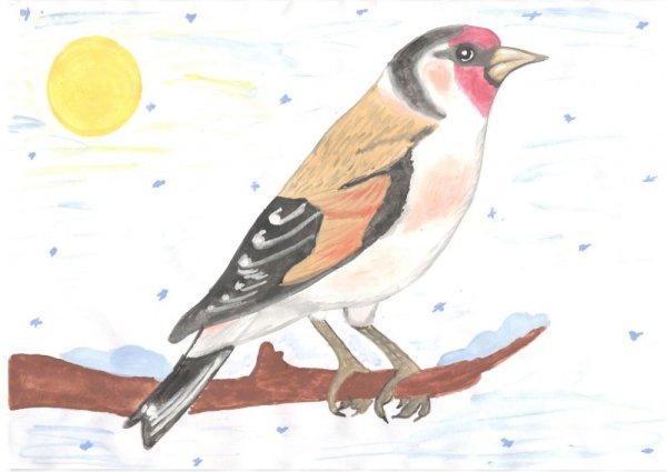 Зимующие птицы Башкортостана