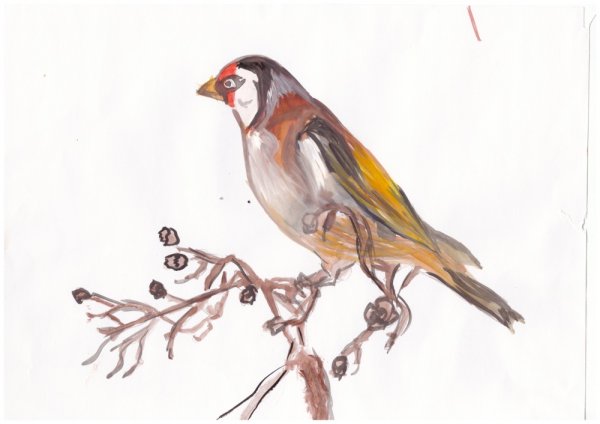 Черноголовый щегол рисунок