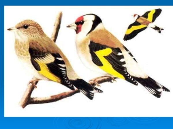 Щегол для дошкольников