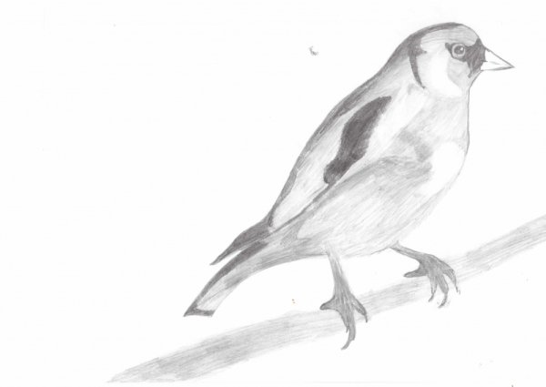 Щегол рисунок карандашом