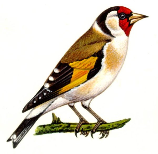 Щегол для детей