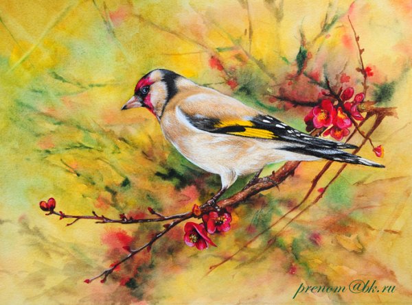 Черноголовый щегол акварель