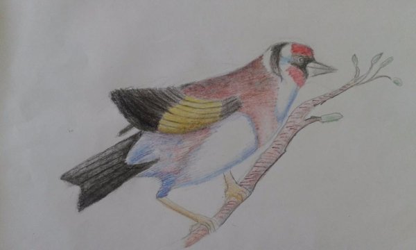 Картинки птицы Башкортостана