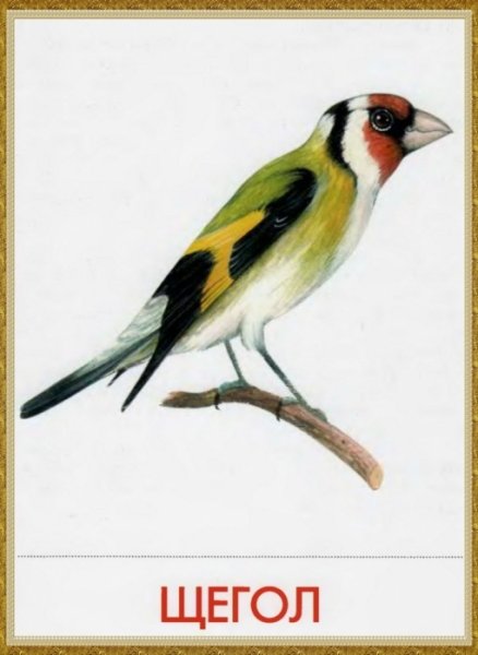 Щегол для детей